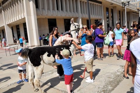 llamas at the library_DSC0154